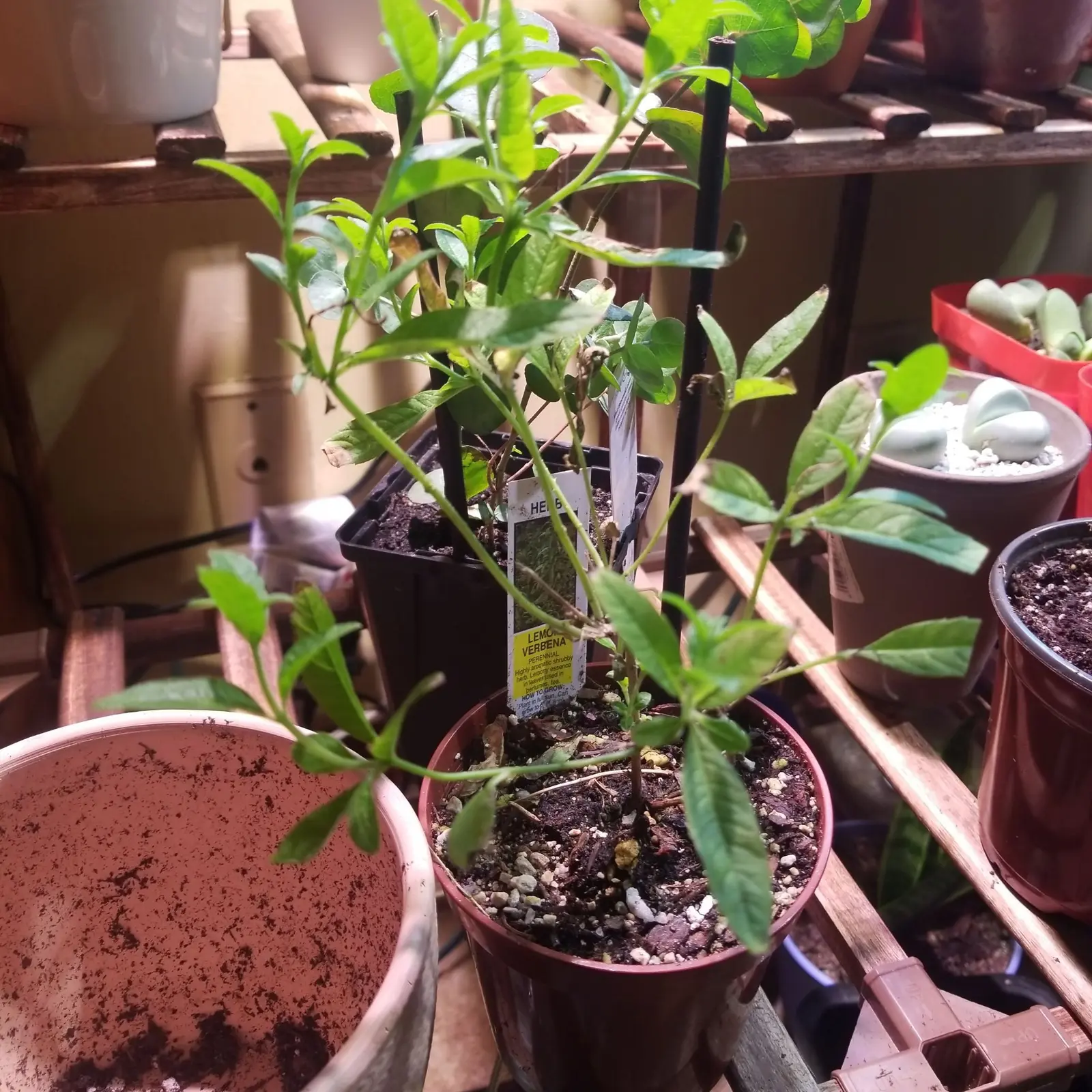 Potted lemon verbena plant with healthy green leaves, soil visible.