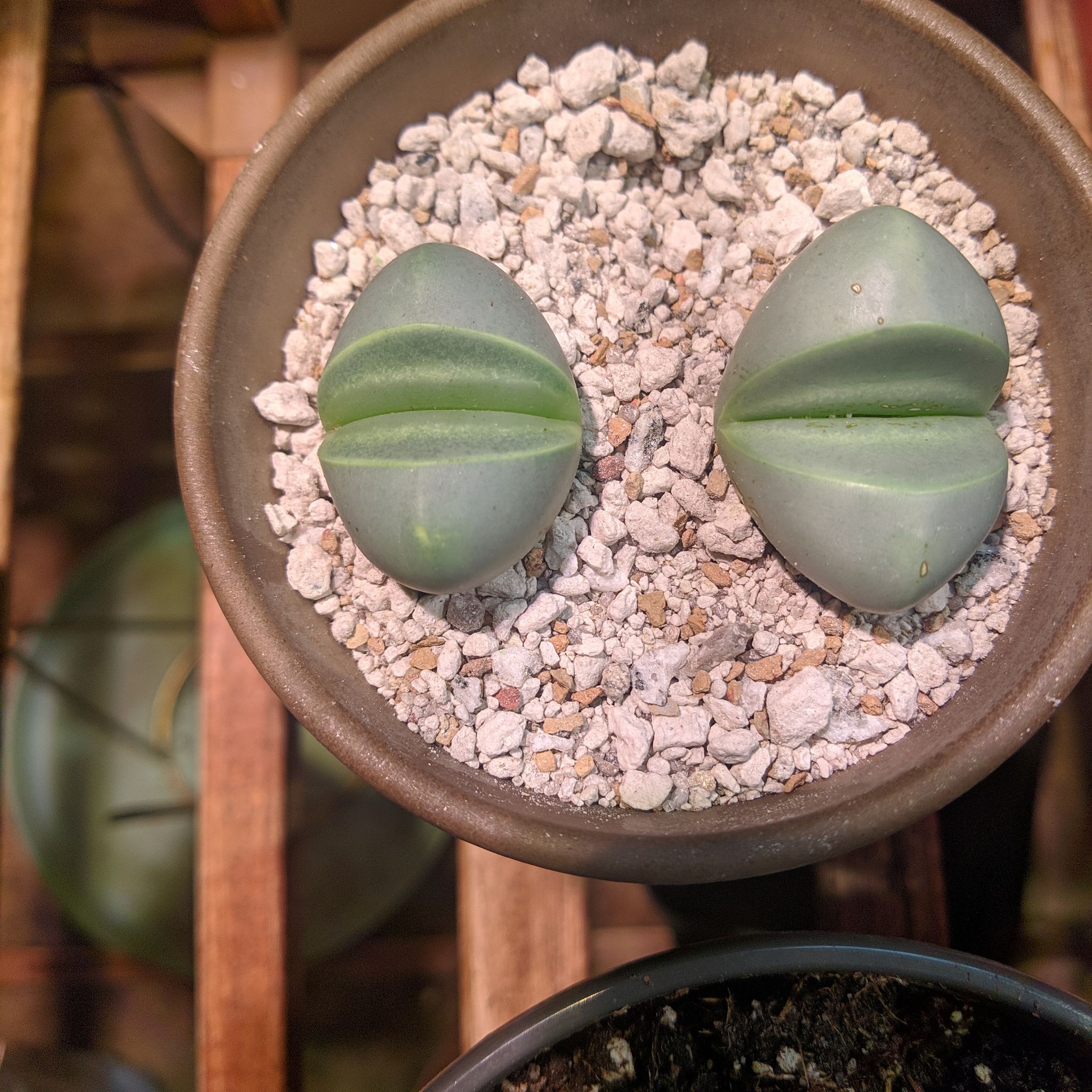 Photo of the plant species Argyroderma pearsonii by @rockplantsrock named Testicular on Greg, the plant care app