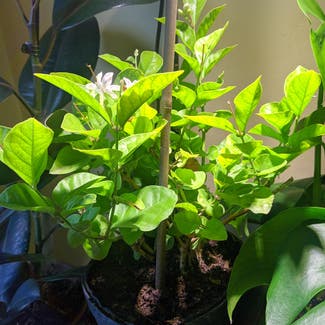 Arabian Jasmine plant in Cincinnati, Ohio