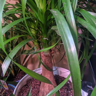 Ponytail Palm plant in Cincinnati, Ohio