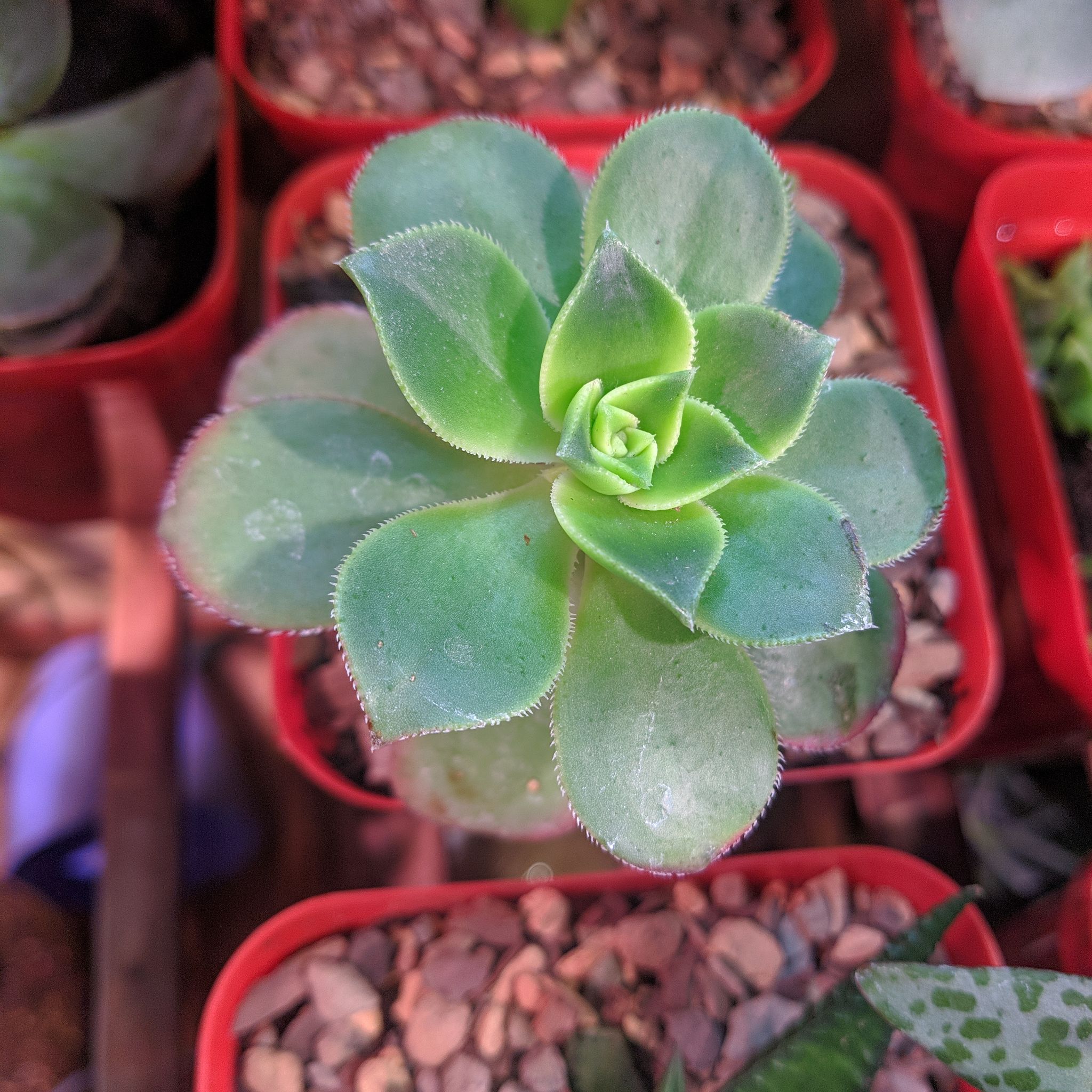Photo of the plant species Haworth's Aeonium by @rockplantsrock named Pitty1 on Greg, the plant care app