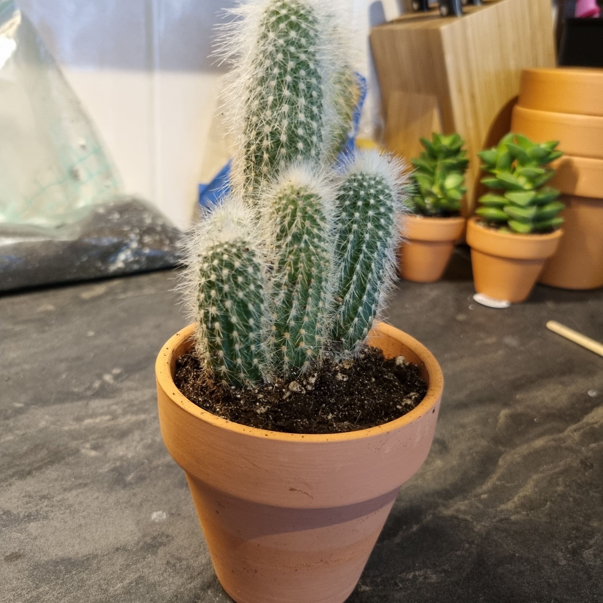 Photo of the plant species Silver Torch Cactus by @Nathaliezyx4 named Cactus Silver Torch on Greg, the plant care app