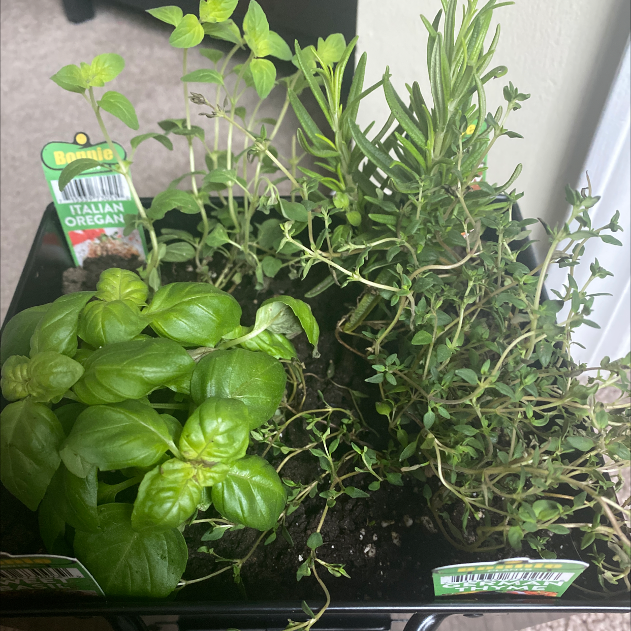 Healthy oregano plant with vibrant green leaves growing in a black plastic container, with a small identification stake in the soil.