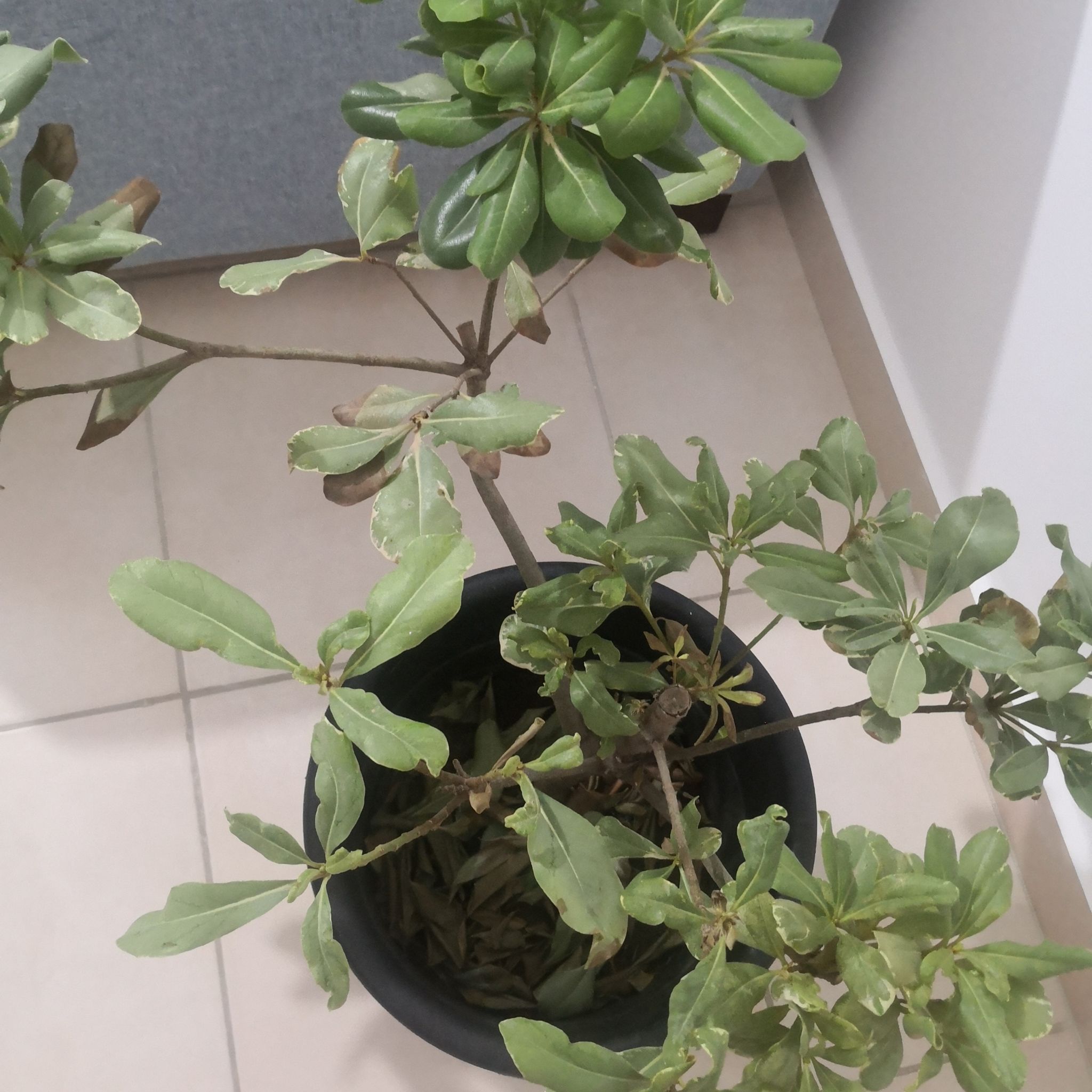 Potted Japanese Cheesewood plant with some yellowing and browning leaves.