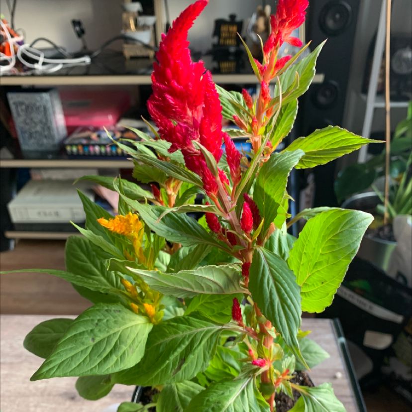 Vibrant red Cockscomb flower with lush green foliage, healthy and thriving potted plant photographed indoors.
