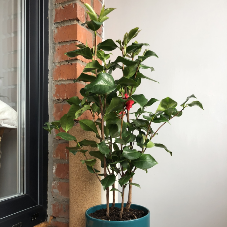 Potted Brazilian Jasmine plant with green leaves and a single red flower near a window.