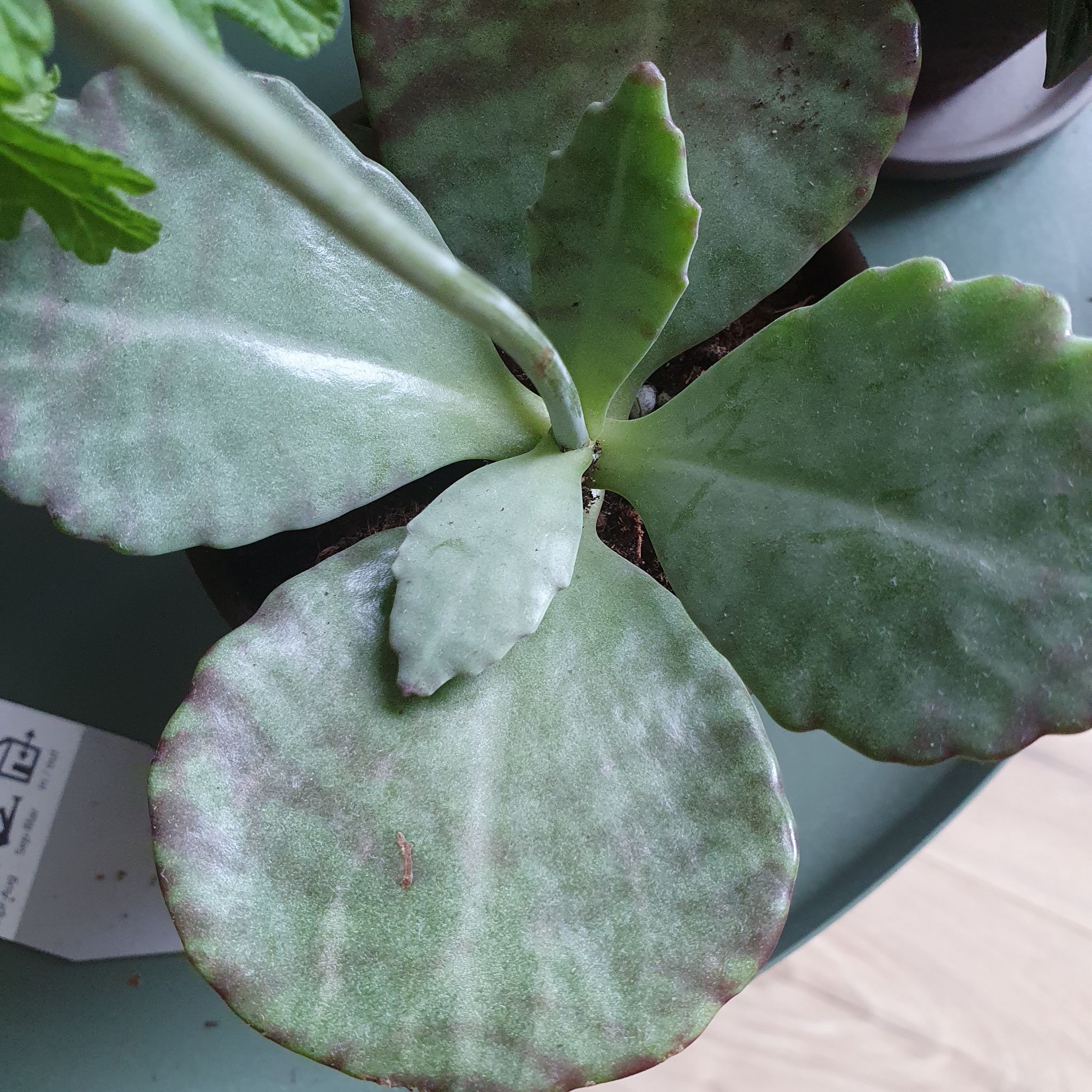 Walking Kalanchoe plant with broad, fleshy leaves and slight discoloration.