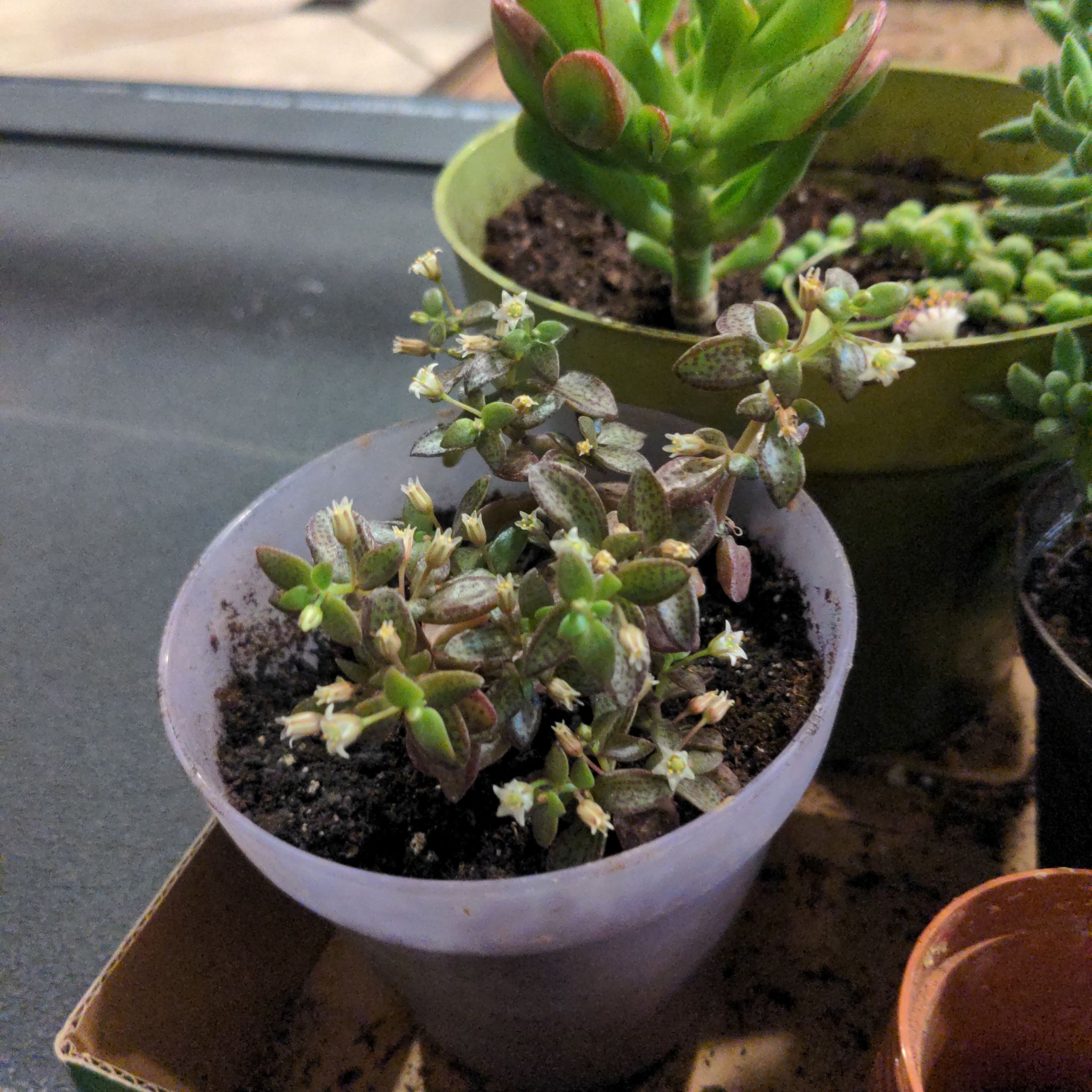 Photo of the plant species Crassula volkensii by @TutorCosmo named Jemima on Greg, the plant care app