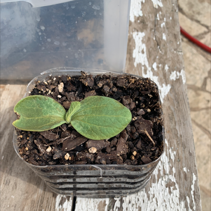 Young Butternut Pumpkin plant in a small container with visible soil.