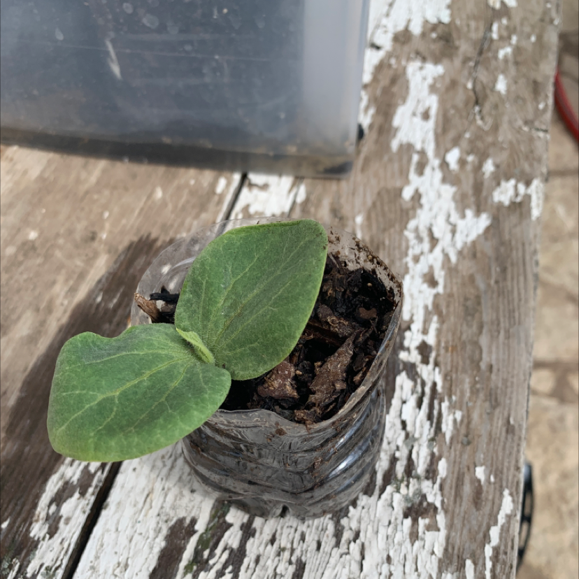 Young Butternut Pumpkin plant in a small container with visible soil.
