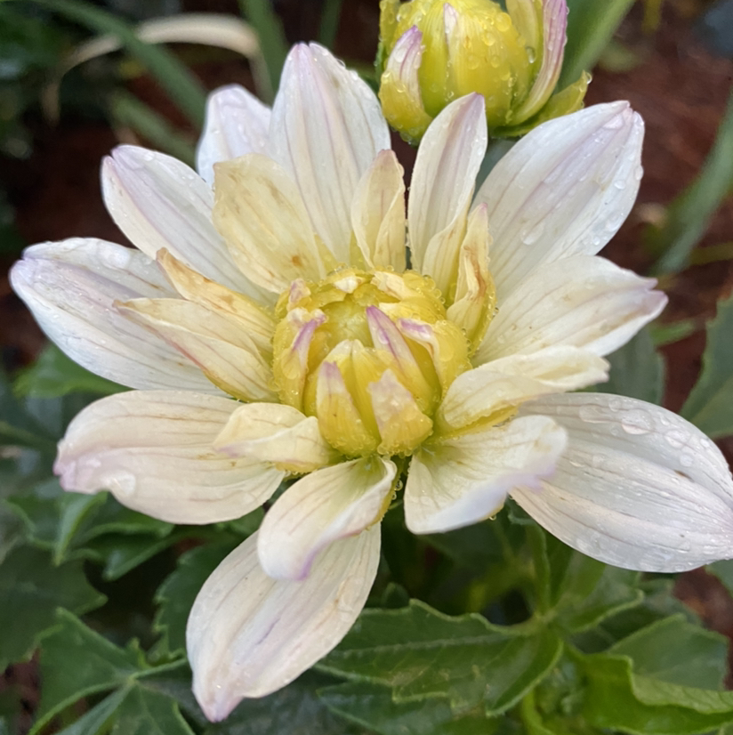 Photo of the plant species Garden Dahlia by @JardinDeRhonda named Dahlia on Greg, the plant care app