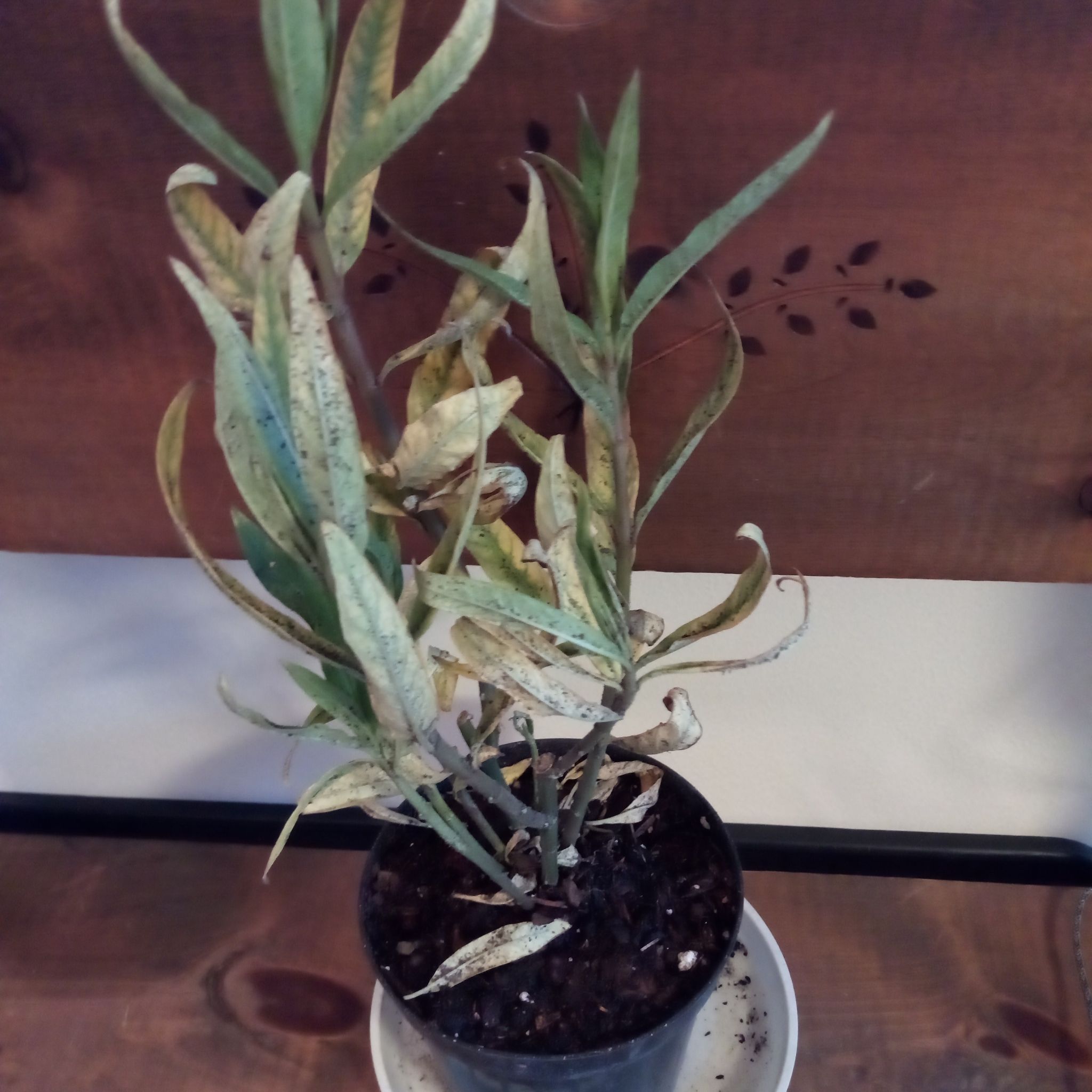Photo of the plant species Common Pearlyeverlasting by @SalientLithops named Butterfly on Greg, the plant care app