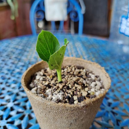 Photo of the plant species Baobab by Steamyagave named 1 on Greg, the plant care app