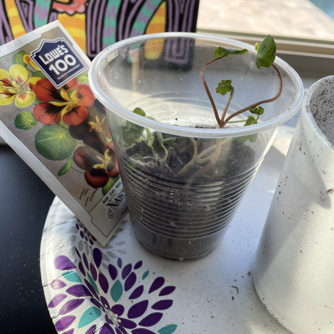 Garden Nasturtium plant in a clear plastic cup with soil, showing some leaf discoloration.