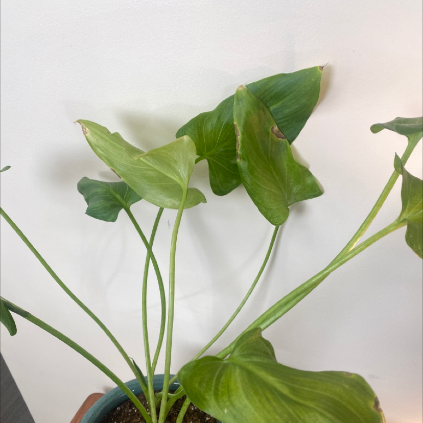Healthy calla lily plant with vibrant green arrow-shaped leaves, photographed against a neutral background.