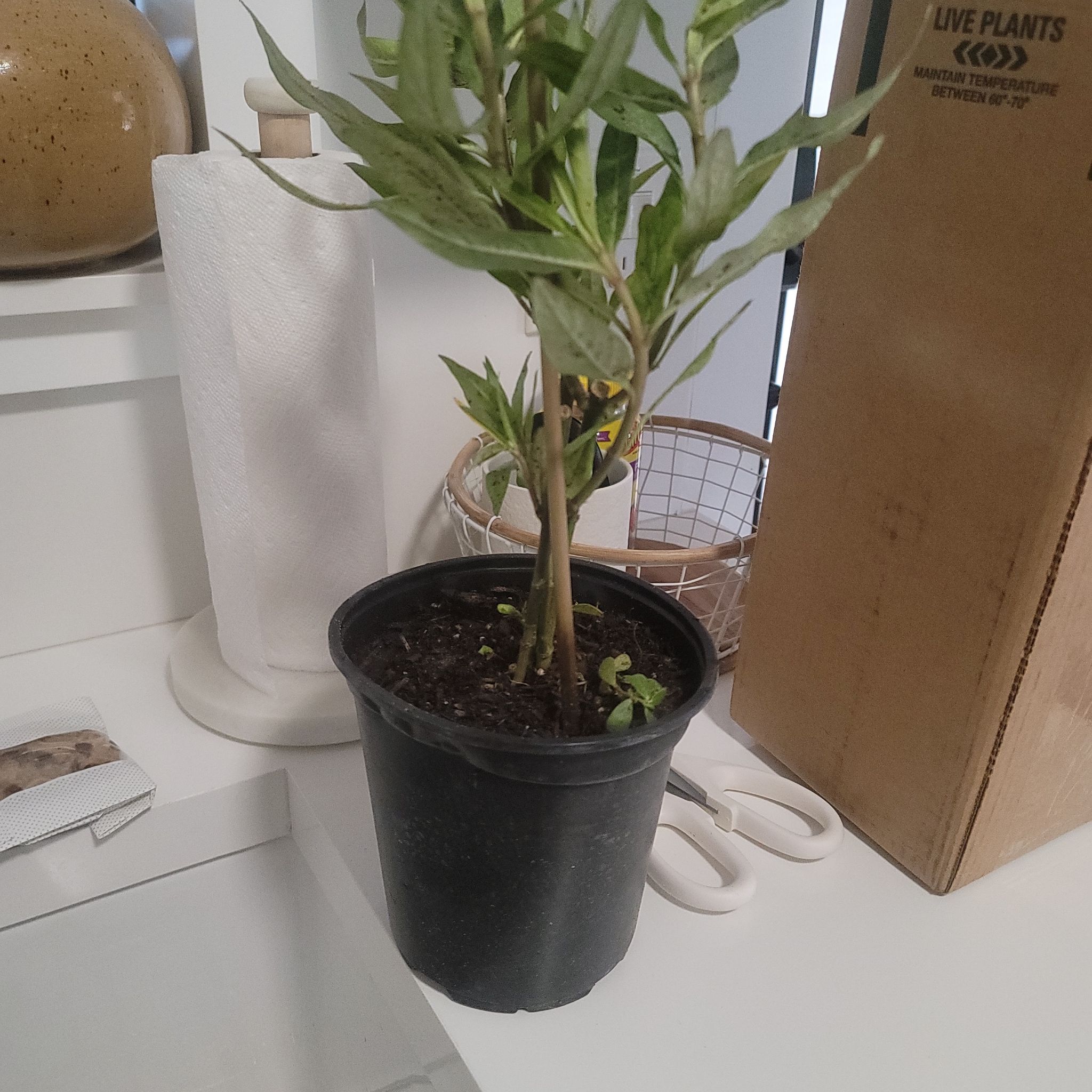 Photo of the plant species Curtiss' Milkweed by @MerryCookspine named Milkweed on Greg, the plant care app