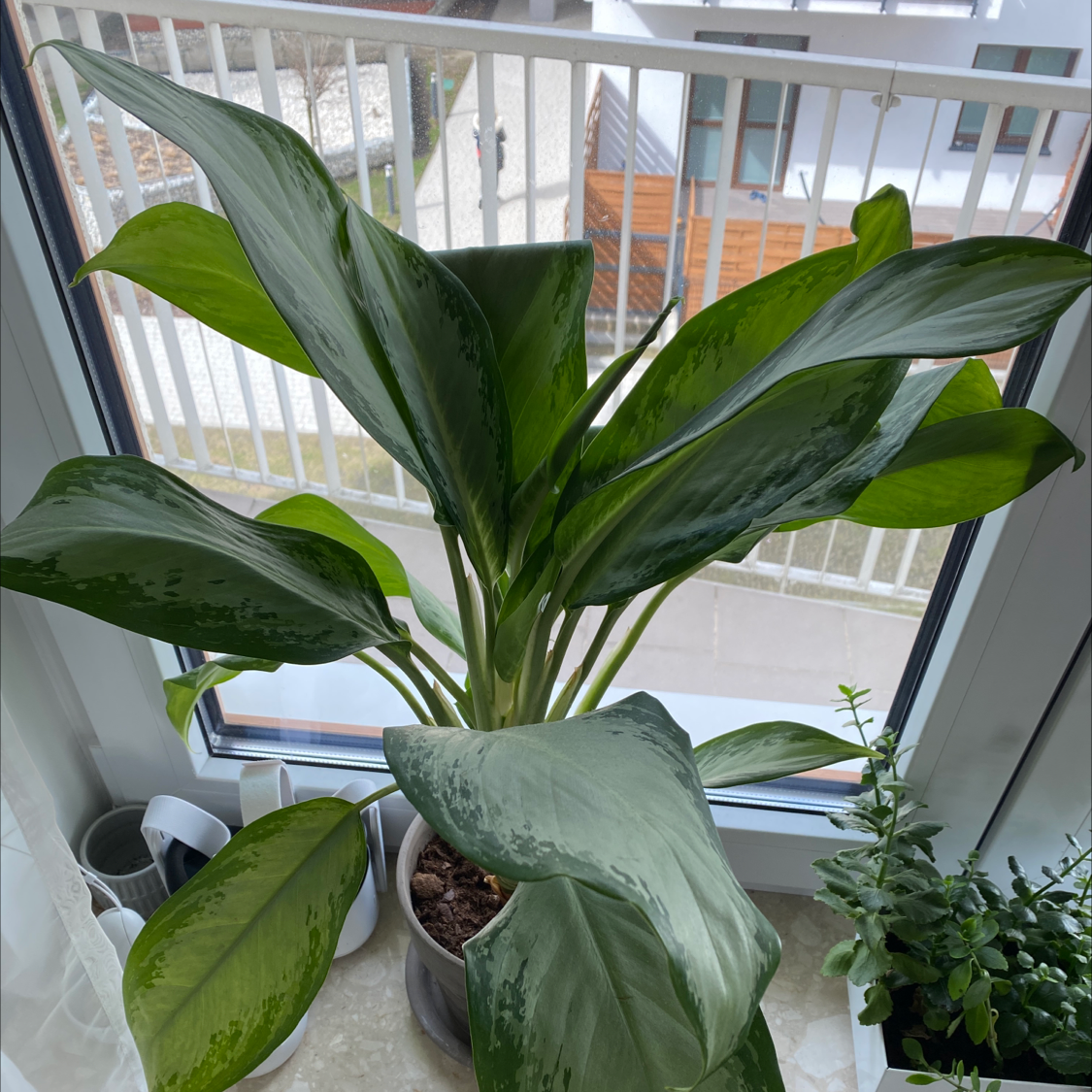 Photo of the plant species Aglaonema 'Silver Bay' by @stosiu named Kama z Malezji on Greg, the plant care app