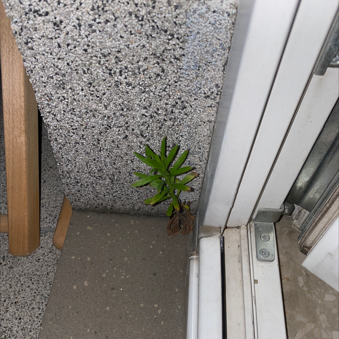 Rolfs' Milkweed plant growing in a narrow space with some browning leaves.
