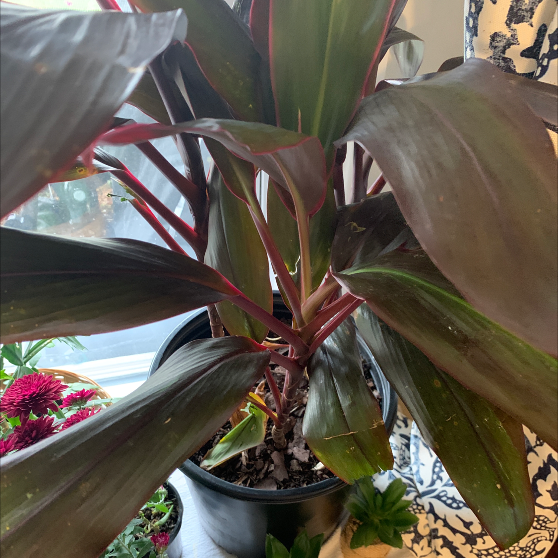 Close-up of a healthy Ti plant with glossy burgundy and green leaves, planted in a black pot with pebbles.