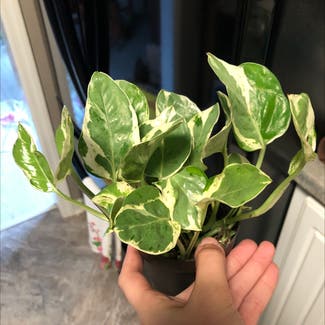 Pearls and Jade Pothos plant in Chesnee, South Carolina