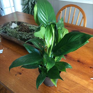 Peace Lily plant in Chesnee, South Carolina