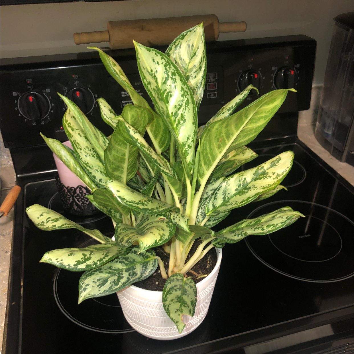 Photo of the plant species Indo Princess Aglaonema by @JunkandJungle named Indo Aglaonema 5 on Greg, the plant care app