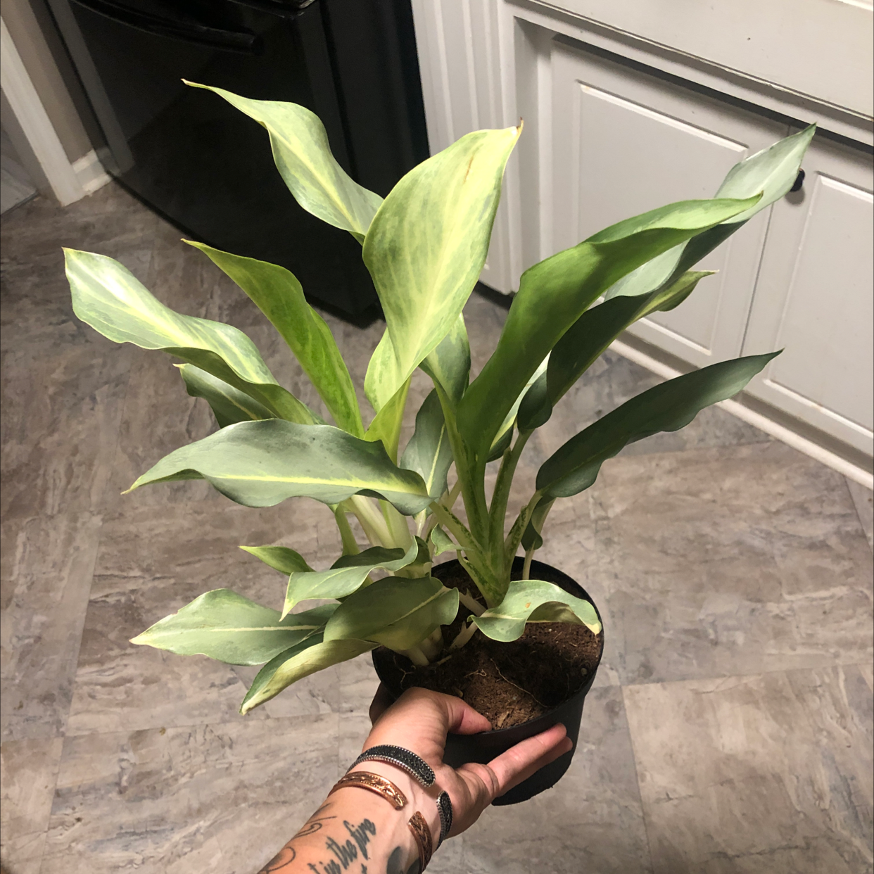 A healthy Aglaonema 'Silver Bay' plant being held by a hand, with visible soil.