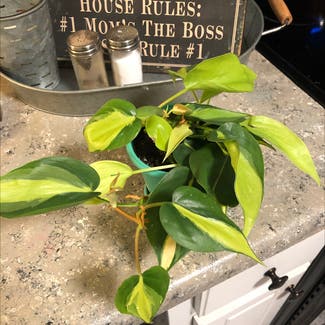Philodendron Brasil plant in Chesnee, South Carolina