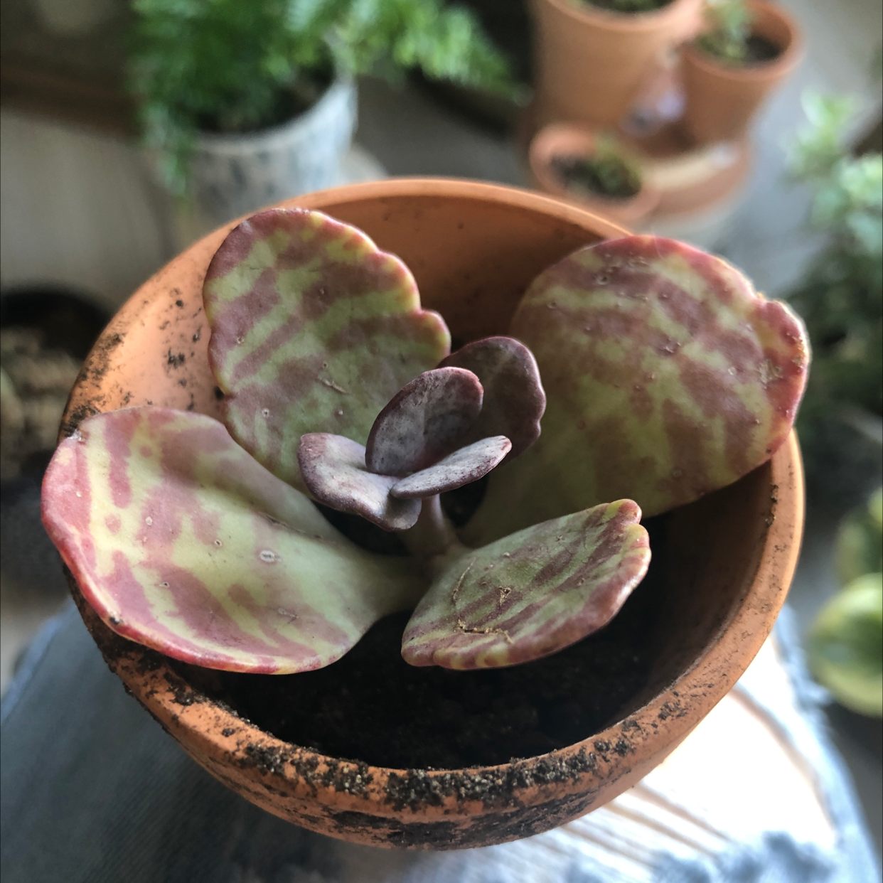 Penwiper Plant in a terracotta pot with striped green and purple leaves.
