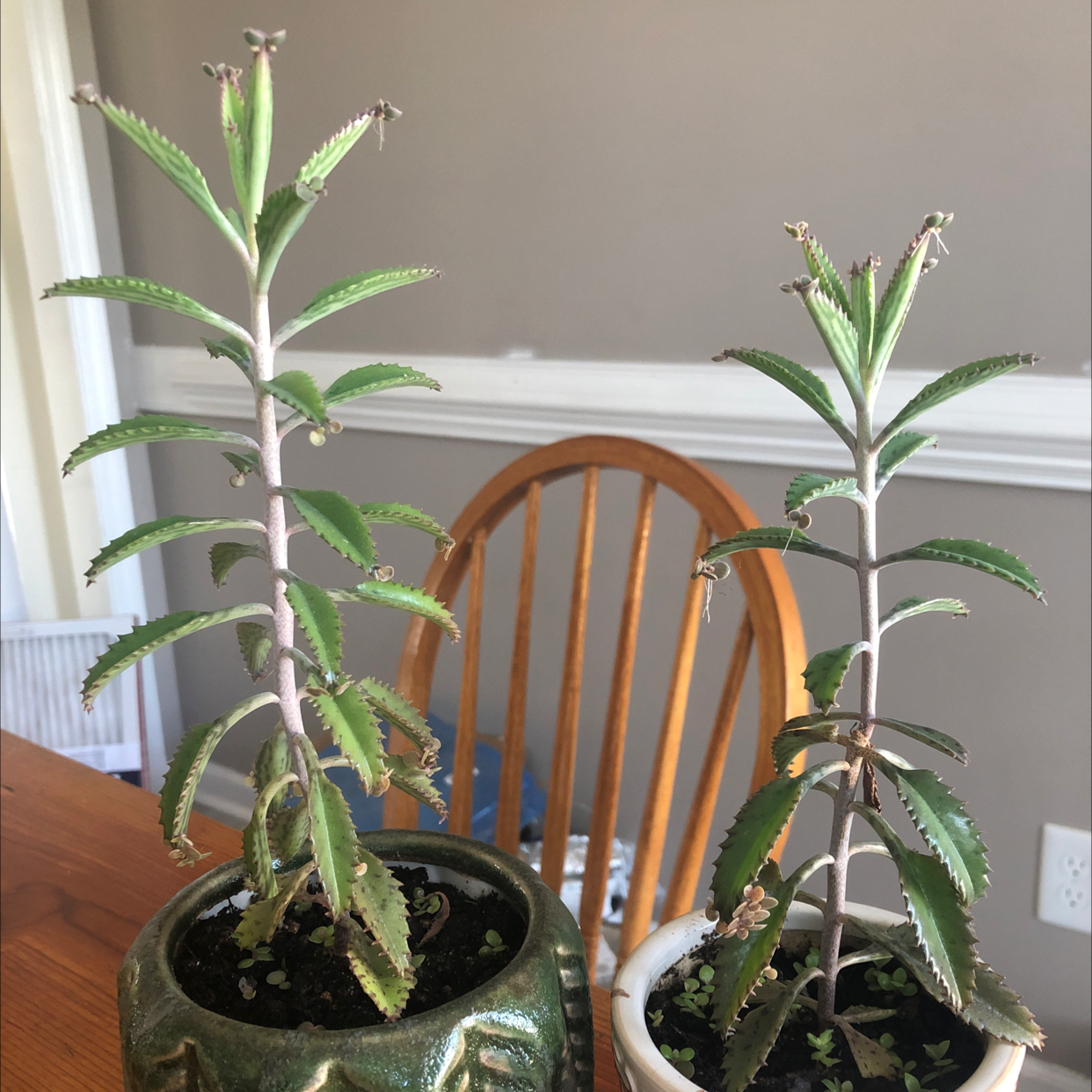 Mother of Thousands plant photo by @JunkandJungle named Twin Mothers on Greg, the plant care app.