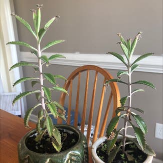 Mother of Thousands plant in Chesnee, South Carolina