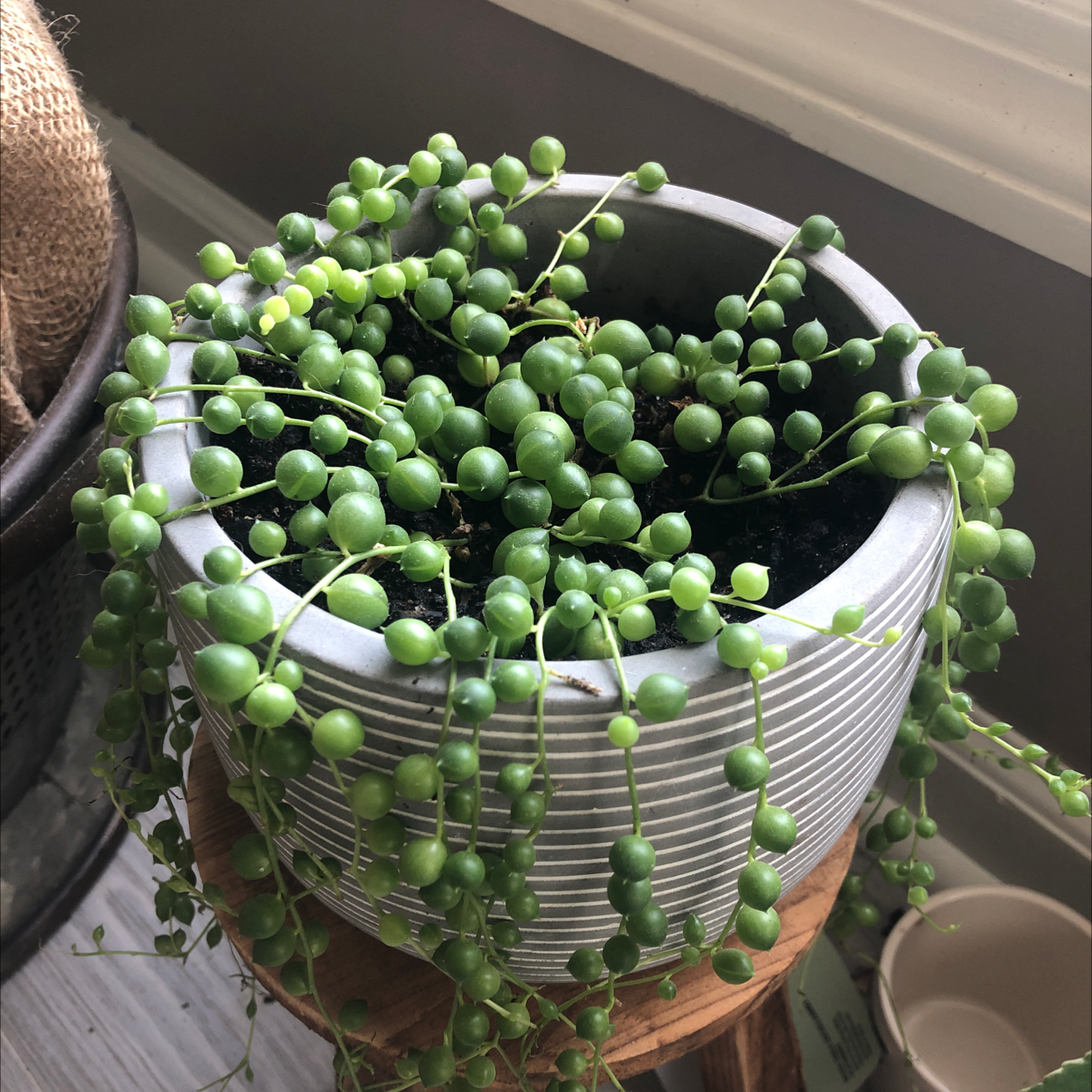 String of Pearls plant photo by @JunkandJungle named String of Pearls on Greg, the plant care app.