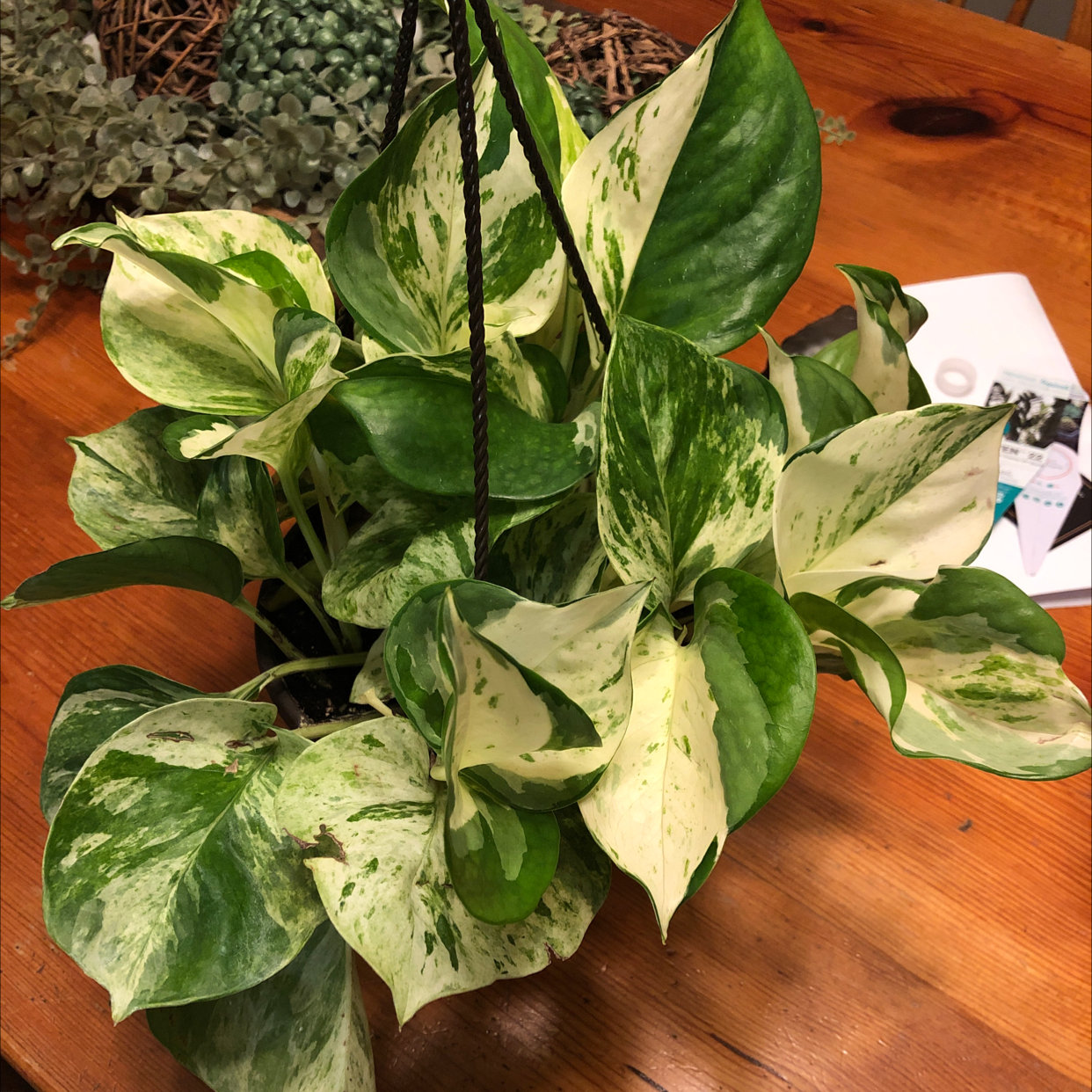 Manjula Pothos plant with variegated green and white leaves in a hanging pot.