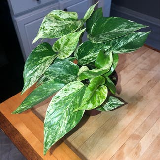 Marble Queen Pothos plant in Chesnee, South Carolina
