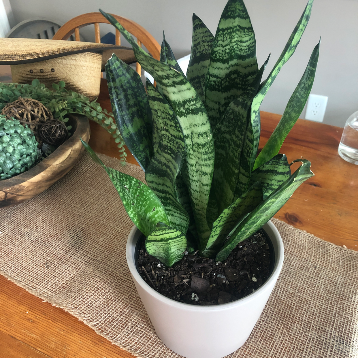 Photo of the plant species Sansevieria 'Frozen' by @JunkandJungle named Dark Snake Plant on Greg, the plant care app
