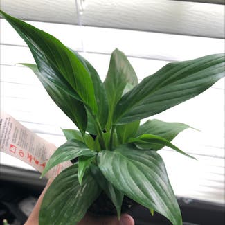 Peace Lily plant in Chesnee, South Carolina