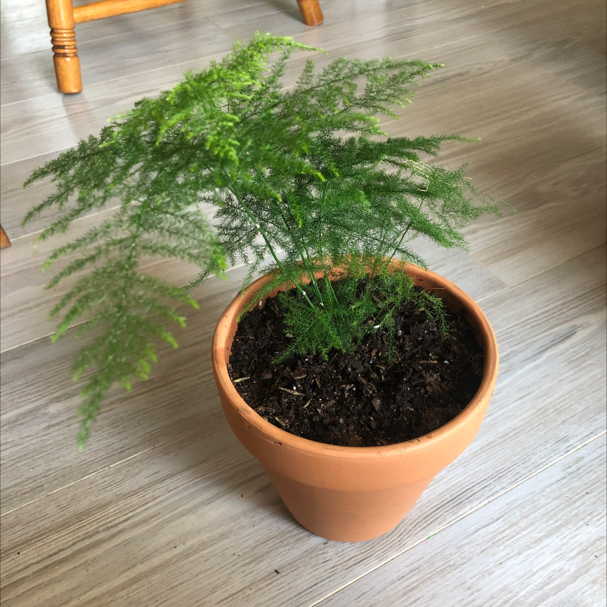 Photo of the plant species Asparagus Fern by @JunkandJungle named Asparagus Fern on Greg, the plant care app