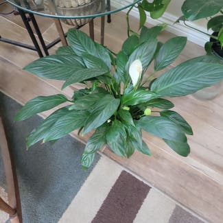 Peace Lily plant in Littleton, Colorado