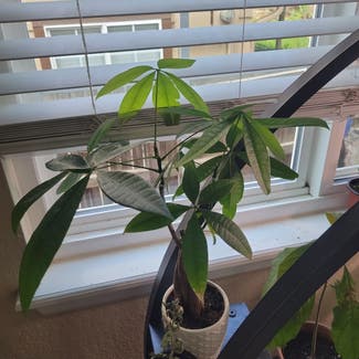 Money Tree plant in Littleton, Colorado