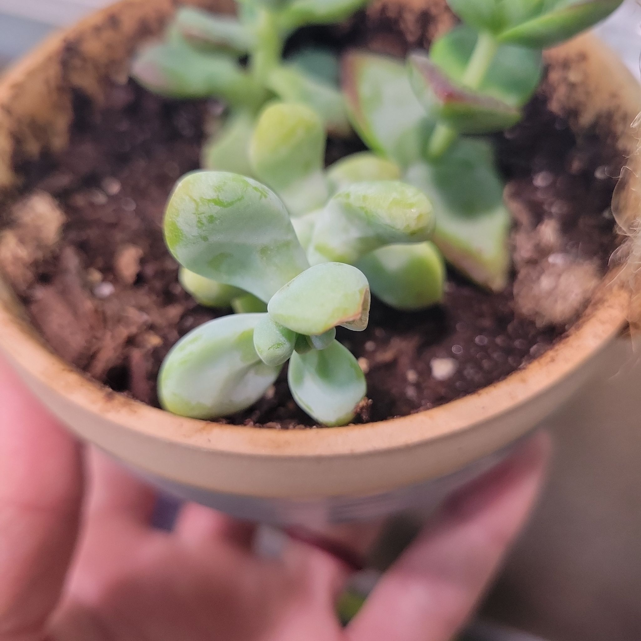Small Sedum treleasei succulent in a pot with visible soil, well-framed and in focus.