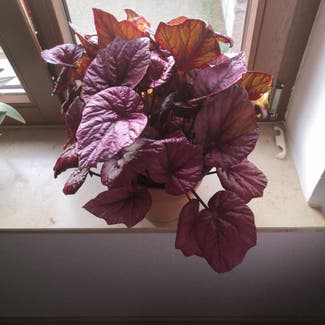 Rex Begonia plant in Leipzig, Sachsen