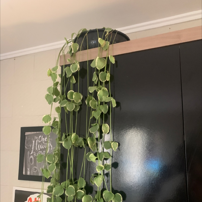 Healthy Greater Periwinkle vine with lush green foliage trailing down from a hanging planter indoors.