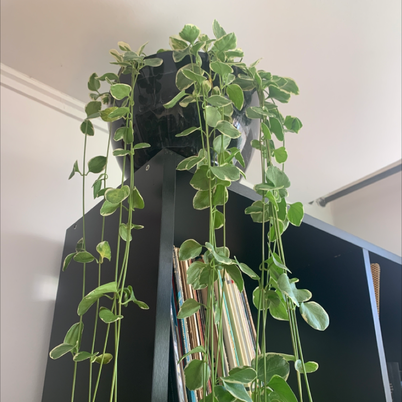 Healthy potted greater periwinkle plant with long trailing vines and vibrant green leaves, situated in a corner.