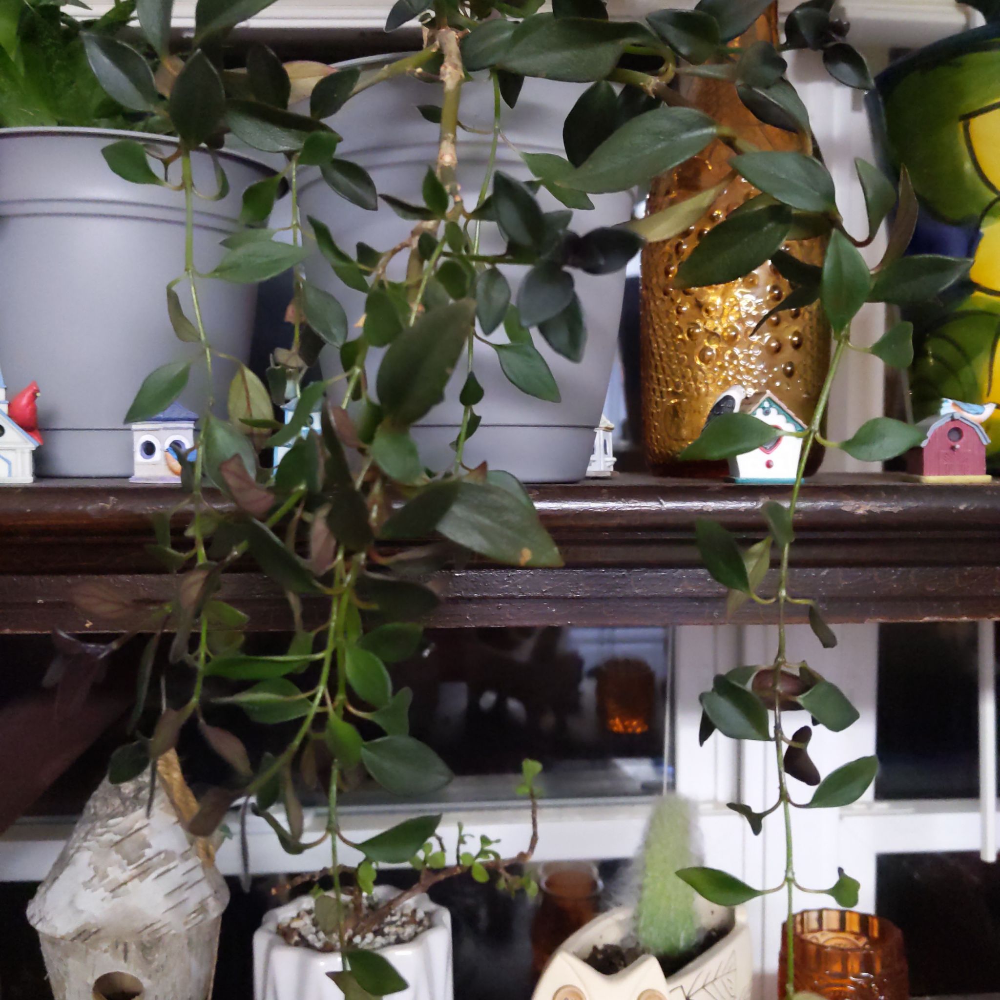 Photo of the plant species Backet Plant by @BirdyBird named Sanders on Greg, the plant care app