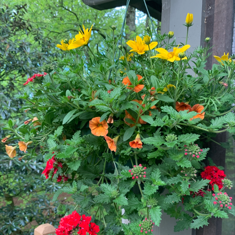 Hanging basket with African Bush Daisy and other flowering plants, showing vibrant yellow, orange, and red flowers.
