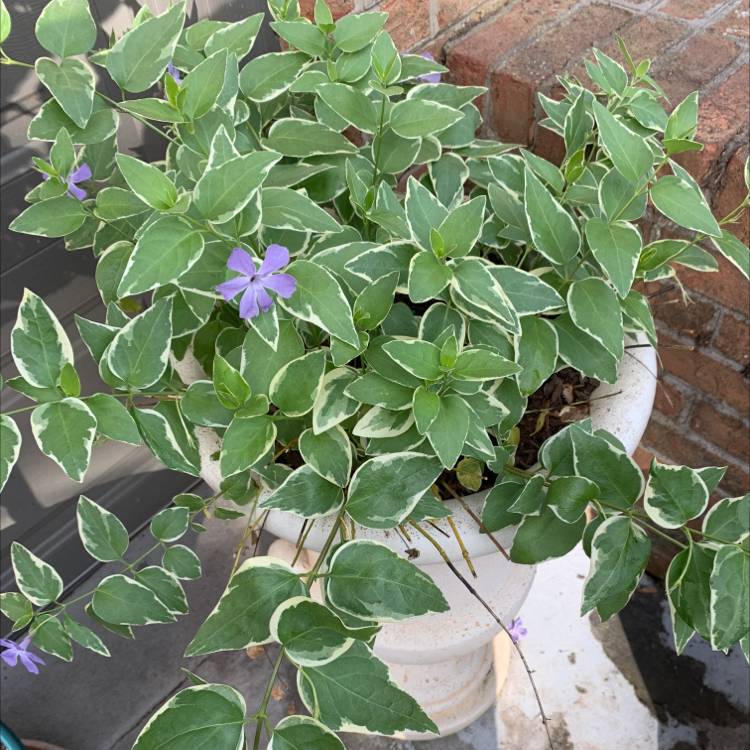 Photo of the plant species Greater Periwinkle by @Carney named Sunday on Greg, the plant care app