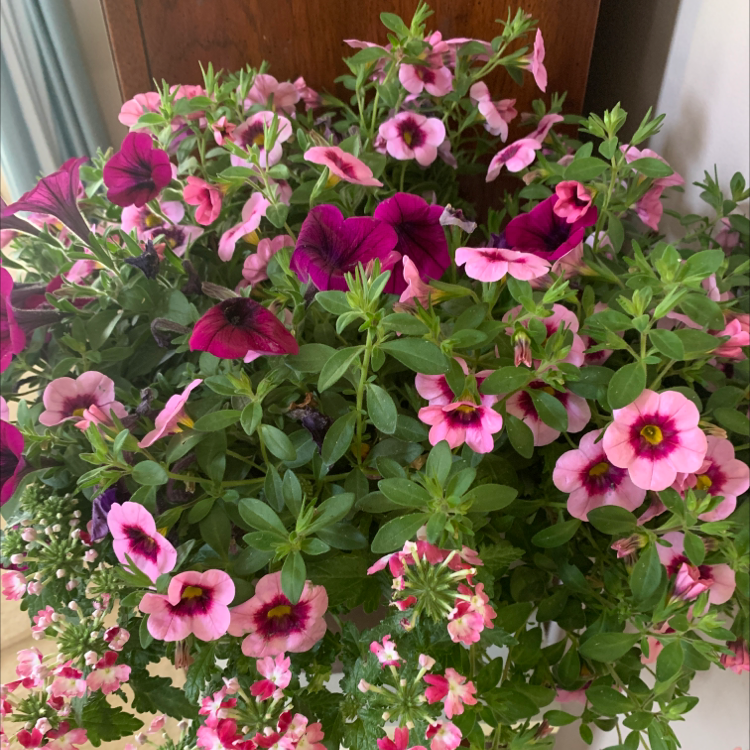 Photo of the plant species Million Bells by @Carney named Your plant on Greg, the plant care app