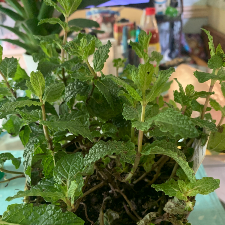 Photo of the plant species Apple Mint by @Carney named Mint on Greg, the plant care app