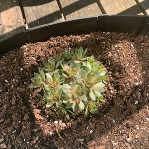 Hens and Chicks plant photo by @Carney named Chicks on Greg, the plant care app.