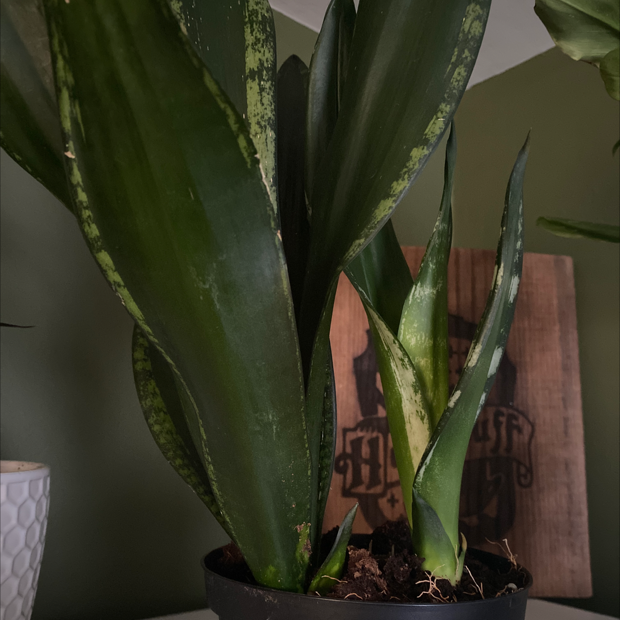Snake Plant plant photo by Jazmine named Pink Whitney on Greg, the plant care app.